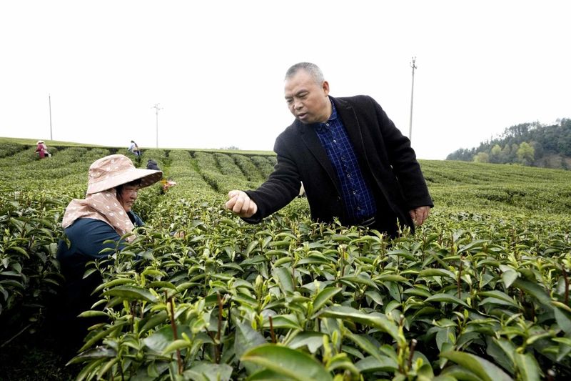 关于40亩已收入3万余元！湄江街道金花村集体茶园有搞头的内容