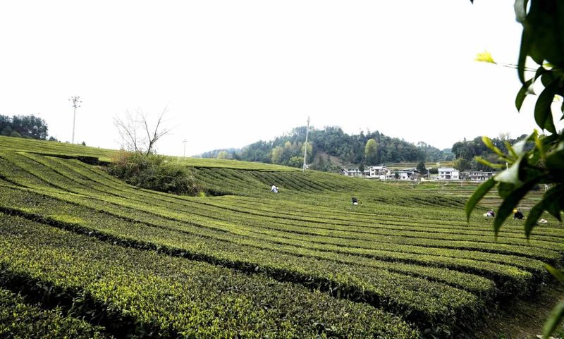 关于40亩已收入3万余元！湄江街道金花村集体茶园有搞头的内容(3)