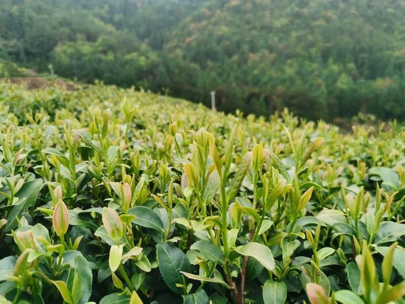 关于“寿宁乌茶”正式发布！看见茶产区品牌建设与文旅发展的多维探索的最新消息(7)