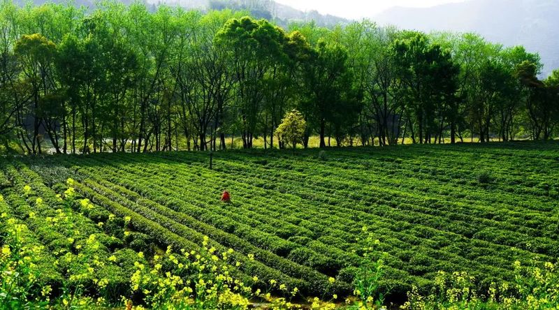 关于“寿宁乌茶”正式发布！看见茶产区品牌建设与文旅发展的多维探索的最新消息