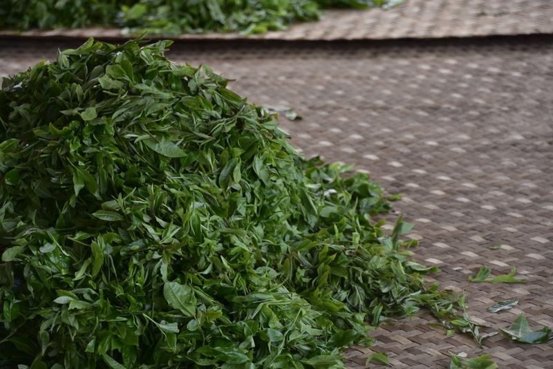 关于什么是普洱春茶？春茶越早越好吗？的信息(2)