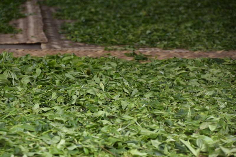 关于什么是普洱春茶？春茶越早越好吗？的信息(3)