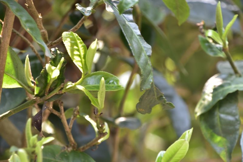 关于什么是普洱春茶？春茶越早越好吗？的信息(1)