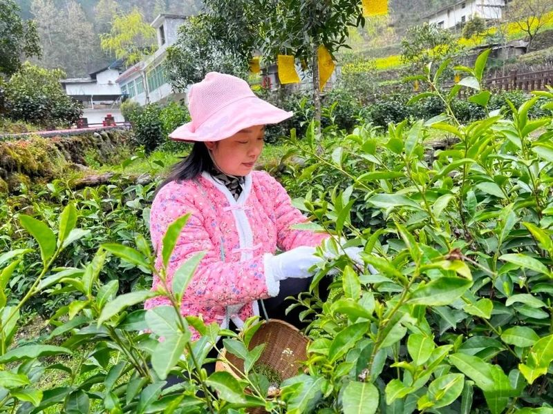 有关于白河县：一片叶子撬动一个产业 带富一方百姓的相关内容(1)