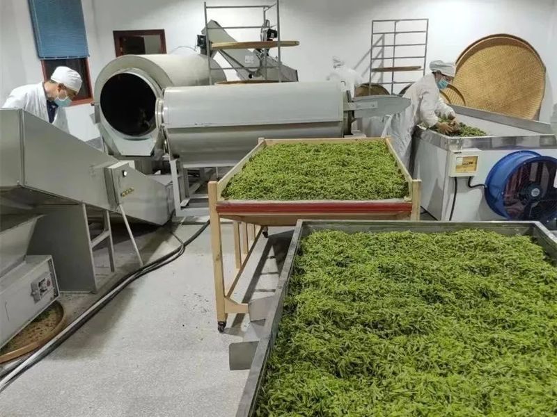 有关于白河县：一片叶子撬动一个产业 带富一方百姓的相关内容(2)