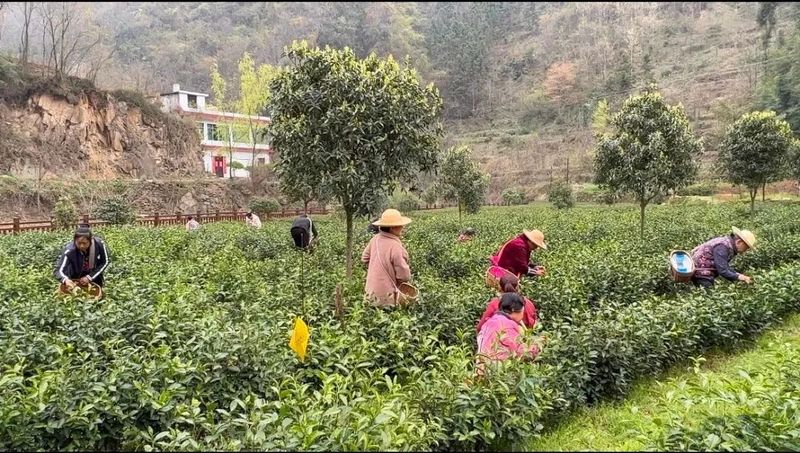 有关于白河县：一片叶子撬动一个产业 带富一方百姓的相关内容