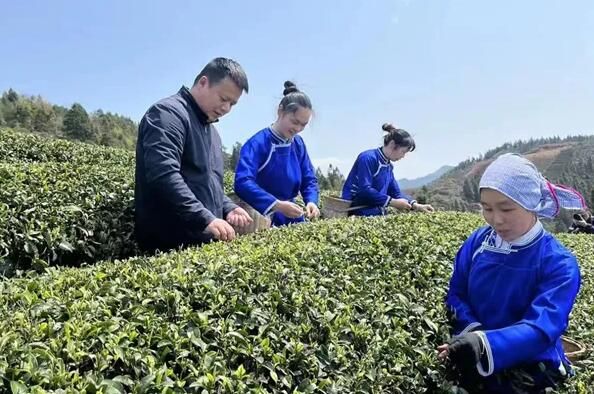 有关于通道：三省坡 采茶忙的相关内容