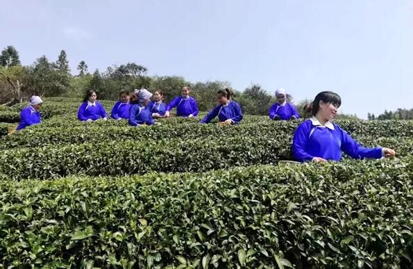 有关于通道：三省坡 采茶忙的相关内容(1)