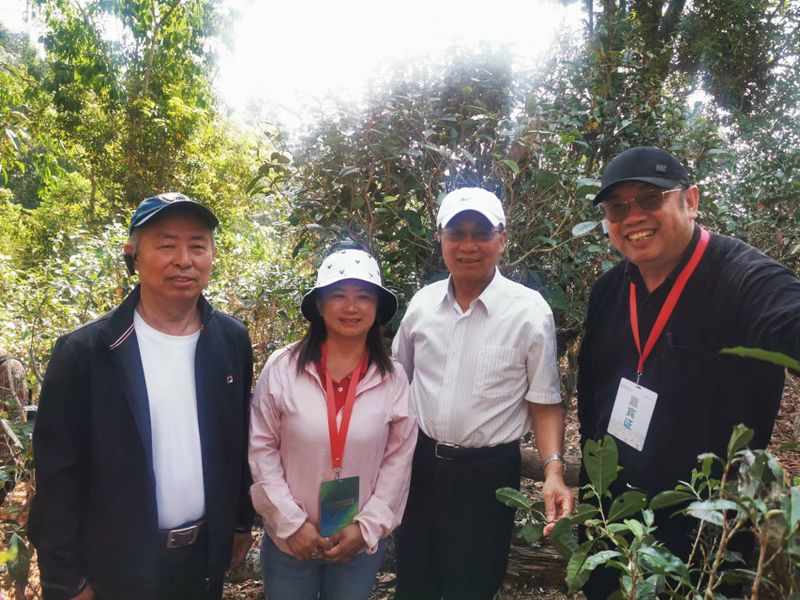 关于2023年景洪市茶产业发展高峰论坛举办的内容(6)