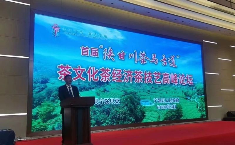 有关于勉县、宁强茶事活动轮番上演的资讯(6)