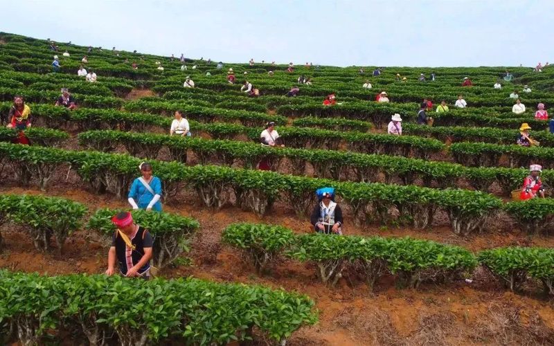 有关于采茶啦！世界茶海首届“开采节”暨亚洲象文旅创意园开园的最新消息(7)