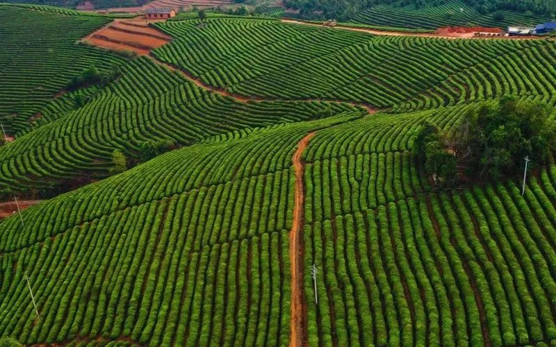 有关于采茶啦！世界茶海首届“开采节”暨亚洲象文旅创意园开园的最新消息(2)