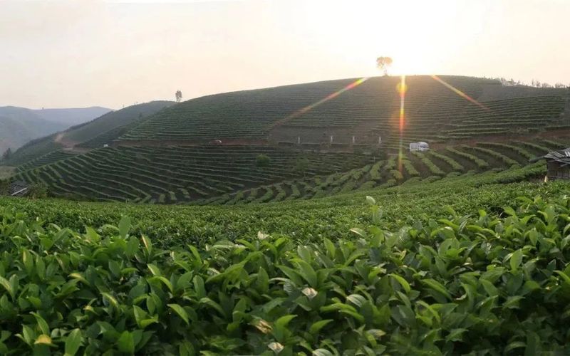 有关于采茶啦！世界茶海首届“开采节”暨亚洲象文旅创意园开园的最新消息(1)