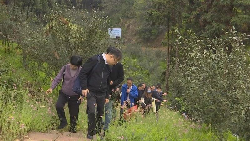 关于推广“绿肥茶园”理念 推动管护技术生态转型发展的最新消息(2)