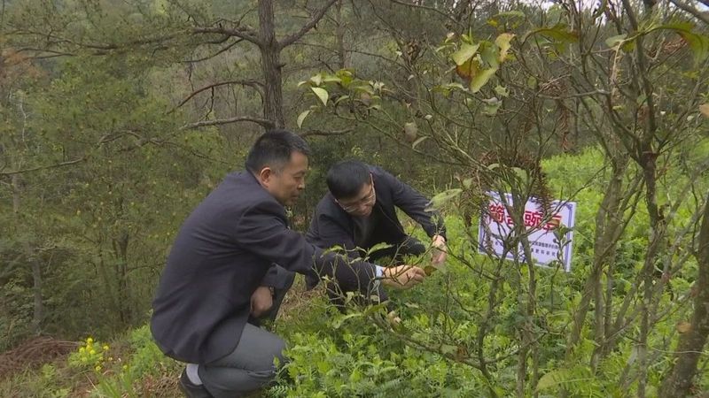 关于推广“绿肥茶园”理念 推动管护技术生态转型发展的最新消息(3)