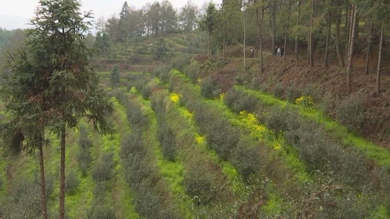 关于推广“绿肥茶园”理念 推动管护技术生态转型发展的最新消息(6)