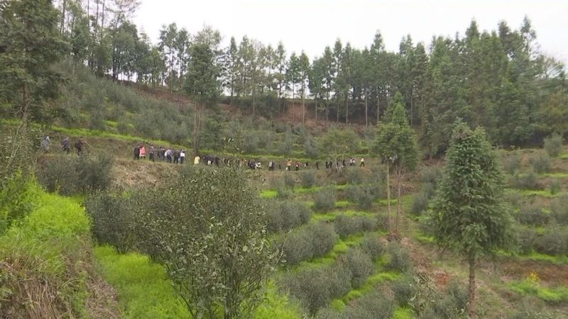 关于推广“绿肥茶园”理念 推动管护技术生态转型发展的最新消息(1)