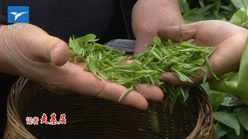 关于龙虎山上清镇：茶产业助力兴农富民的信息(1)