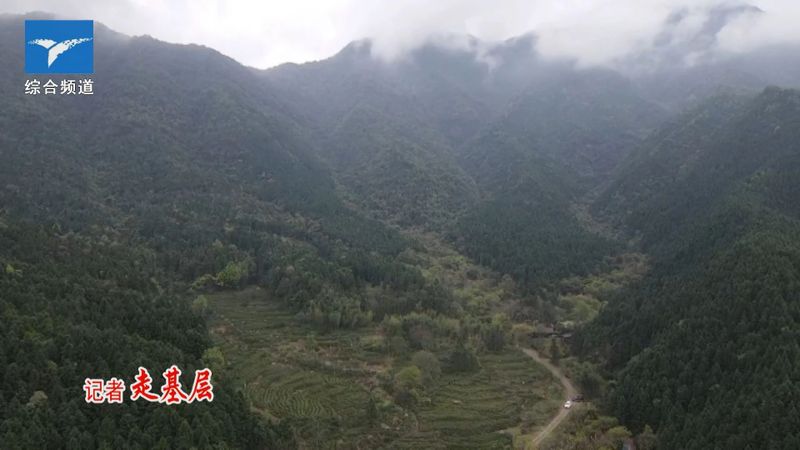 关于龙虎山上清镇：茶产业助力兴农富民的信息(4)