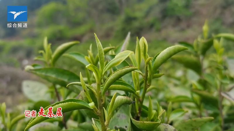 关于龙虎山上清镇：茶产业助力兴农富民的信息(2)