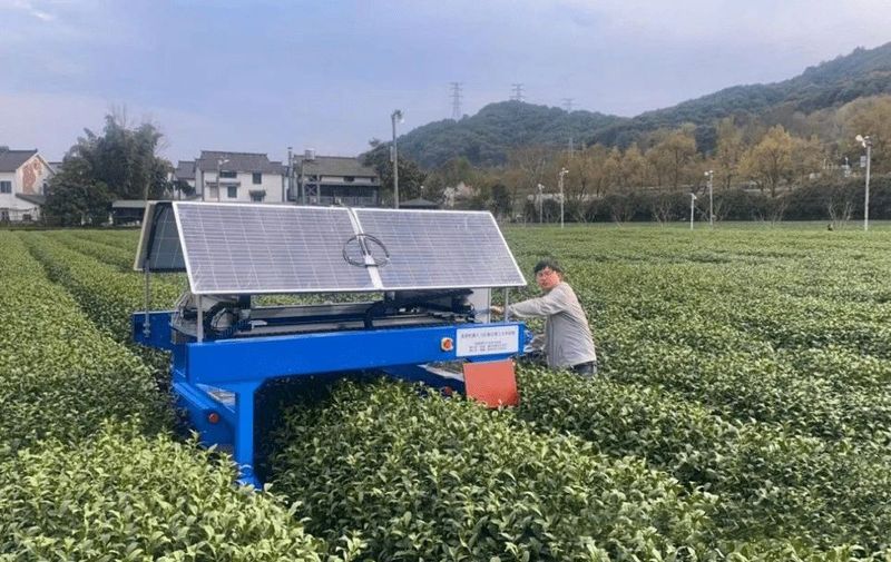 关于机器人采茶的最新消息