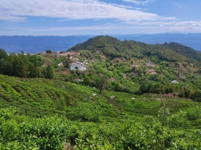 关于保山 刺竹山村：春茶开采正当时的消息