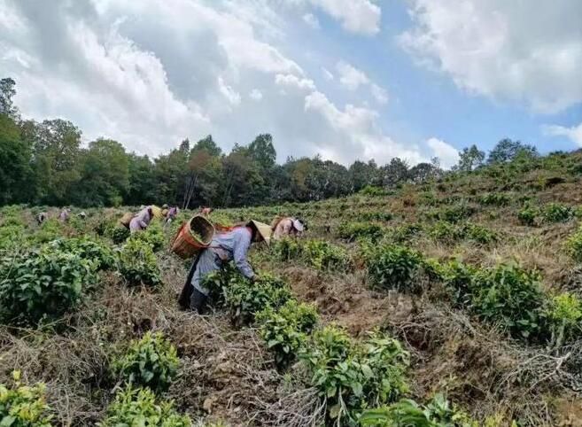 关于保山 刺竹山村：春茶开采正当时的消息(1)