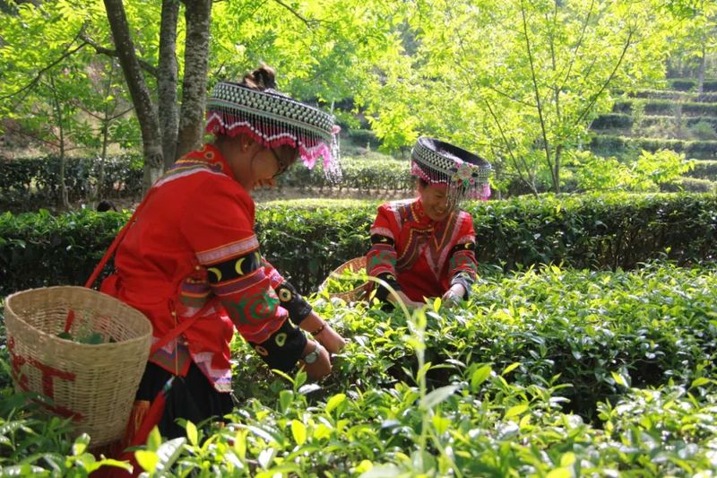 关于凤庆：党建引领茶企高质量发展的相关信息