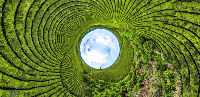 有关于湄潭万亩茶海里,一片清明茶的成材之旅的消息(15)