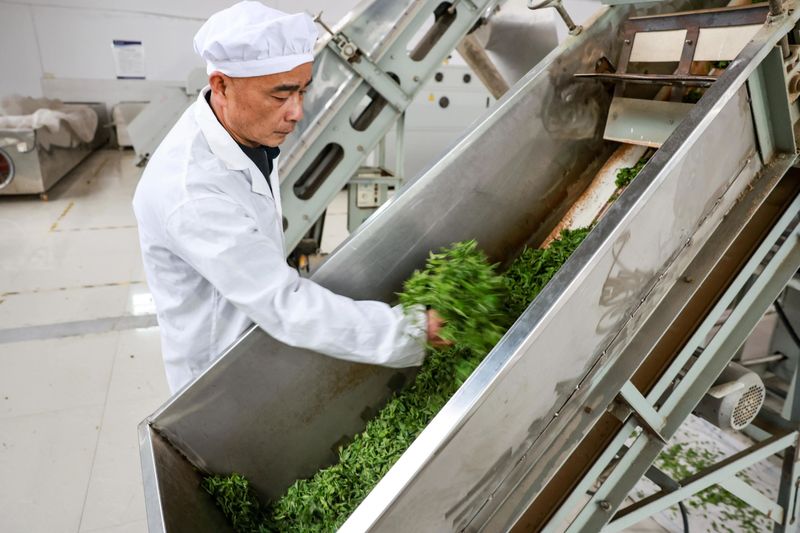 有关于湄潭万亩茶海里,一片清明茶的成材之旅的消息(16)