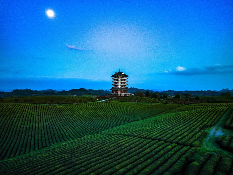 有关于湄潭万亩茶海里,一片清明茶的成材之旅的消息(14)