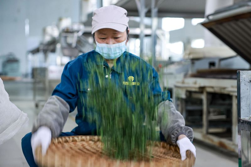 有关于湄潭万亩茶海里,一片清明茶的成材之旅的消息(11)