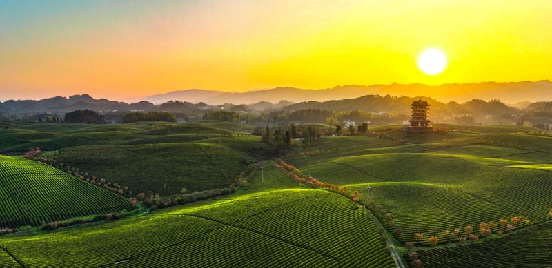 有关于湄潭万亩茶海里,一片清明茶的成材之旅的消息(1)