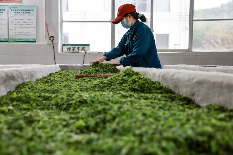 有关于湄潭万亩茶海里,一片清明茶的成材之旅的消息(8)