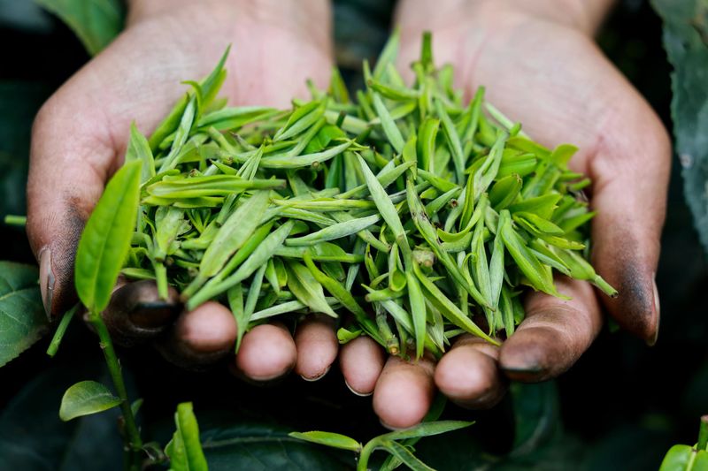 有关于湄潭万亩茶海里,一片清明茶的成材之旅的消息(12)