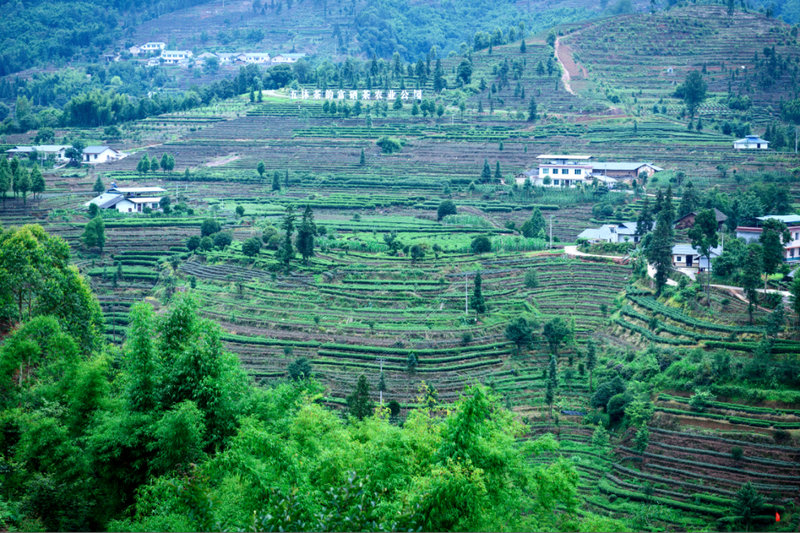 关于中国·沐川紫茶节开幕 助力茶叶“破圈”的最新消息(5)