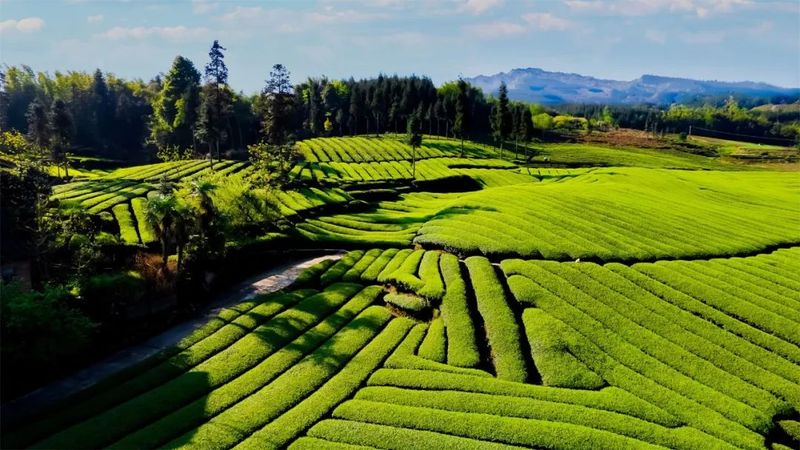 关于中国·沐川紫茶节开幕 助力茶叶“破圈”的最新消息(6)