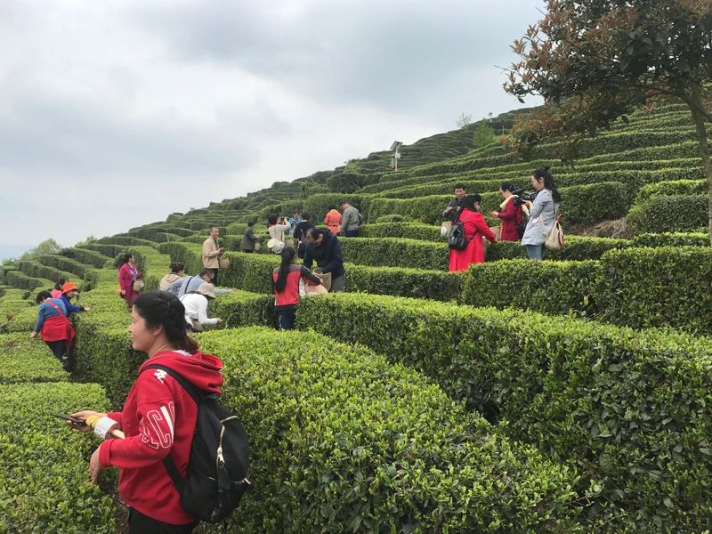 关于南郑篇---别忘了，你也是春天的一部分，一起去茶园踏青吧！的相关内容(15)