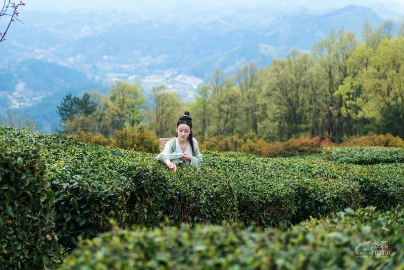 关于南郑篇---别忘了，你也是春天的一部分，一起去茶园踏青吧！的相关内容(12)