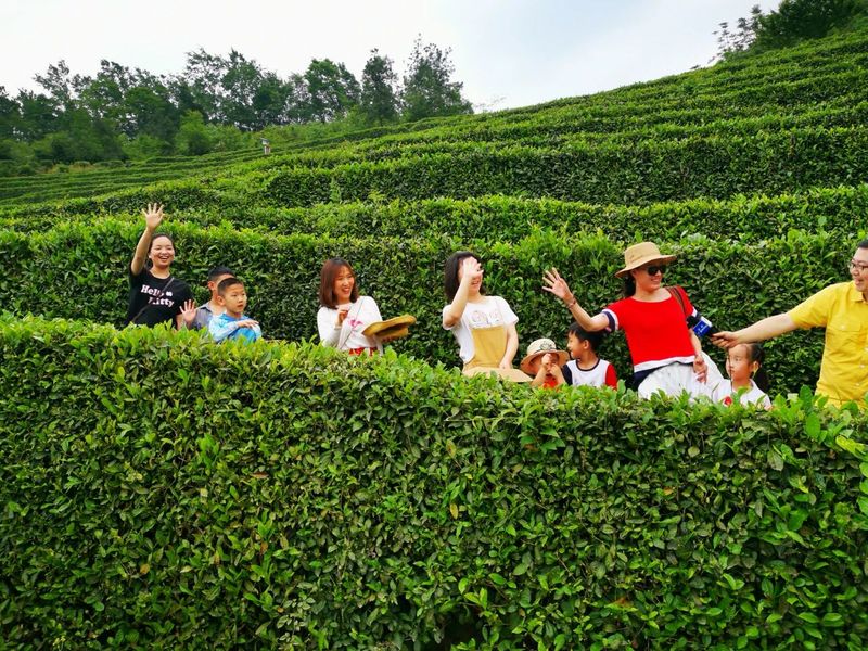 关于南郑篇---别忘了，你也是春天的一部分，一起去茶园踏青吧！的相关内容(1)