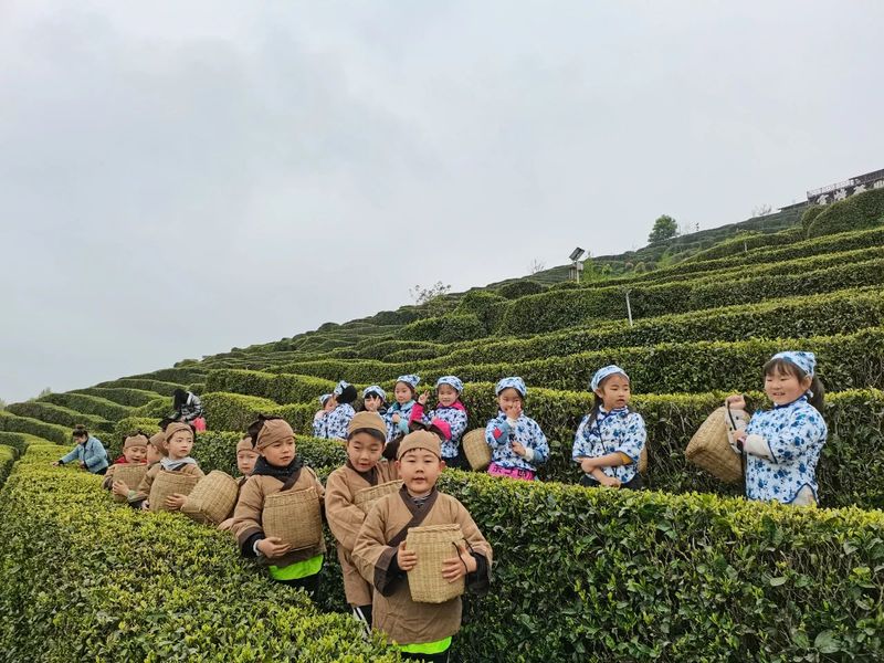 关于南郑篇---别忘了，你也是春天的一部分，一起去茶园踏青吧！的相关内容(13)