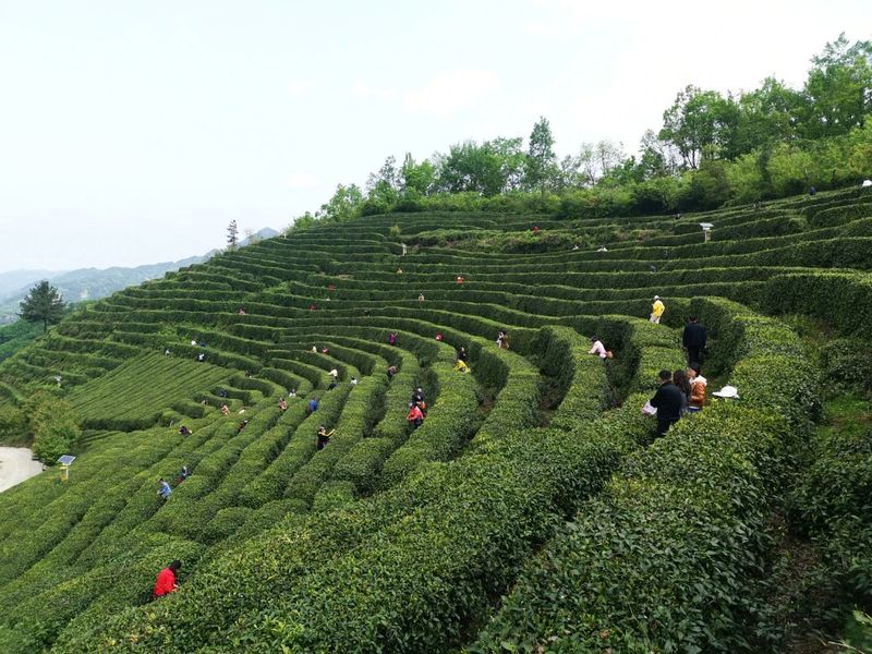 关于南郑篇---别忘了，你也是春天的一部分，一起去茶园踏青吧！的相关内容