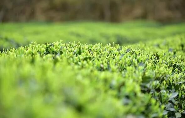 关于兴义市七舍镇:春暖茶飘香,茶农采摘忙!的相关内容(2)