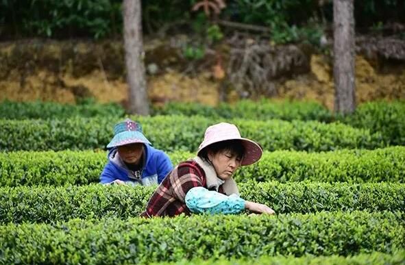 关于兴义市七舍镇:春暖茶飘香,茶农采摘忙!的相关内容(1)