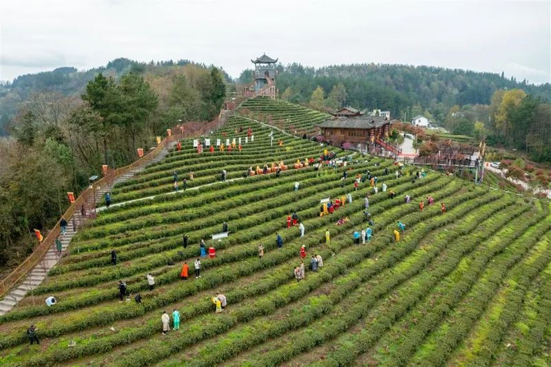 关于恩施市春茶俏销，已售5.92亿元！的资讯(1)