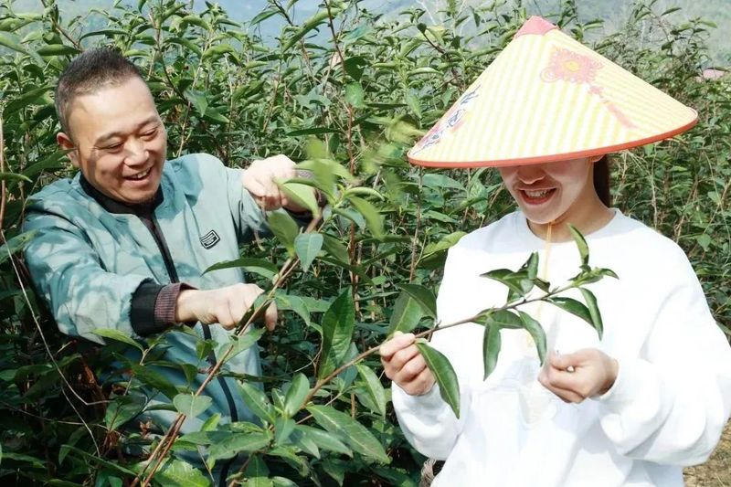 有关于借力良种，松溪茶业再扩版图的相关信息(1)