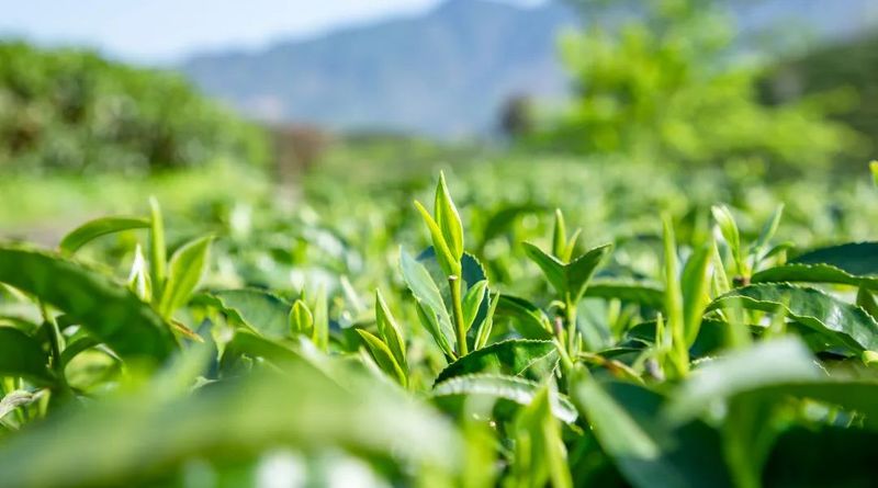 有关于借力良种，松溪茶业再扩版图的相关信息(2)