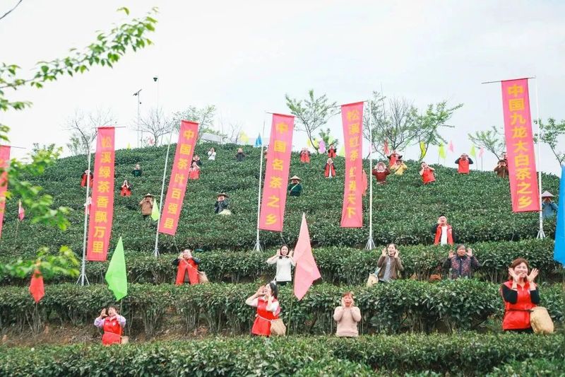 有关于借力良种，松溪茶业再扩版图的相关信息