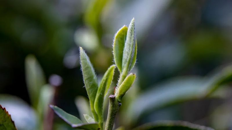 有关于借力良种，松溪茶业再扩版图的相关信息(3)