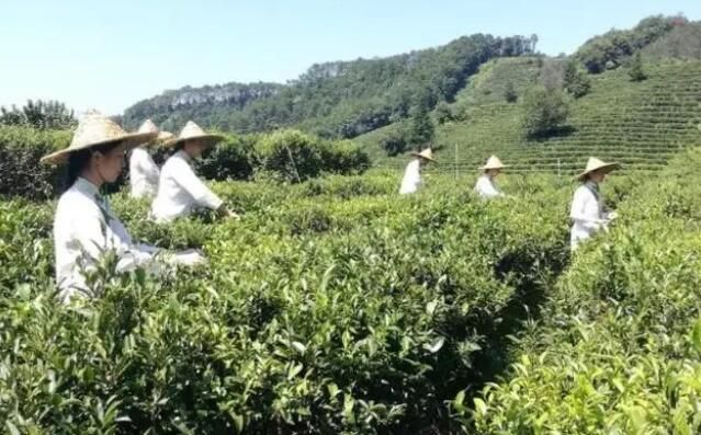 关于梧州市提高种茶技术 助力茶园建设的资讯